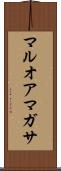 マルオアマガサ Scroll