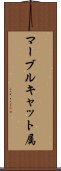 マーブルキャット属 Scroll