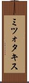 ミツォタキス Scroll