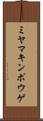 ミヤマキンポウゲ Scroll