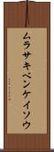 ムラサキベンケイソウ Scroll