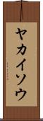 ヤカイソウ Scroll