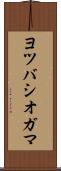 ヨツバシオガマ Scroll