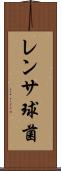 レンサ球菌 Scroll