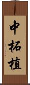 中柘植 Scroll