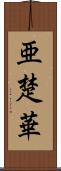 亜楚華 Scroll