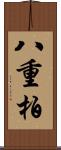 八重柏 Scroll