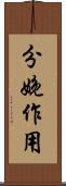 分娩作用 Scroll