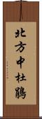 北方中杜鵑 Scroll