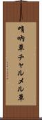 哨吶草 Scroll