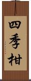 四季柑 Scroll