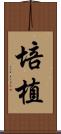 培植 Scroll