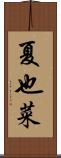 夏也菜 Scroll