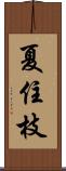 夏住枝 Scroll