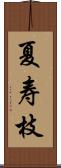 夏寿枝 Scroll