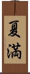 夏満 Scroll