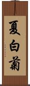 夏白菊 Scroll