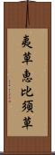 夷草 Scroll
