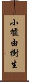 小櫃由樹生 Scroll