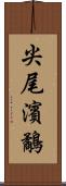 尖尾濱鷸 Scroll