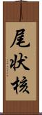 尾状核 Scroll