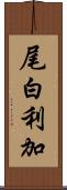 尾白利加 Scroll