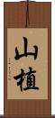 山植 Scroll