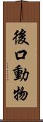 後口動物 Scroll