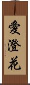 愛澄花 Scroll