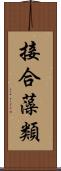 接合藻類 Scroll