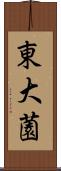 東大薗 Scroll