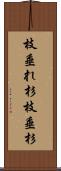 枝垂れ杉 Scroll