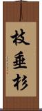 枝垂杉 Scroll