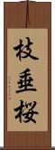 枝垂桜 Scroll