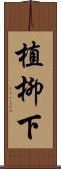 植柳下 Scroll