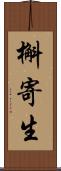 槲寄生 Scroll