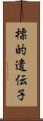 標的遺伝子 Scroll