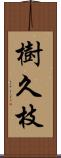 樹久枝 Scroll