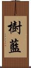 樹藍 Scroll