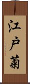 江戸菊 Scroll