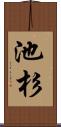 池杉 Scroll