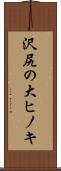 沢尻の大ヒノキ Scroll