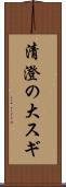 清澄の大スギ Scroll
