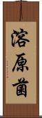溶原菌 Scroll