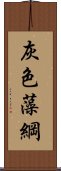 灰色藻綱 Scroll