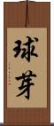 球芽 Scroll