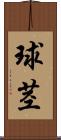 球茎 Scroll