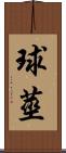 球莖 Scroll