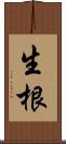 生根 Scroll