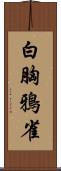 白胸鴉雀 Scroll